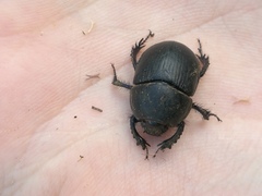 Geotrupidae