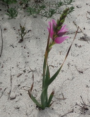 Ixia flexuosa