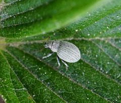 Foucartia squamulata