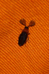 Ototretinae