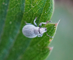 Foucartia squamulata