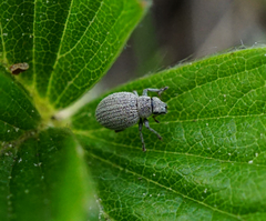 Foucartia squamulata