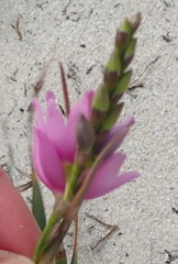 Ixia flexuosa