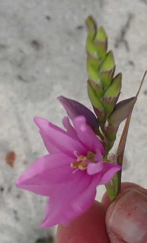 Image of Ixia flexuosa by (c) Nicola van Berkel, some rights reserved (CC BY-SA)