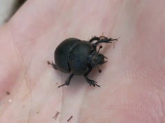 Geotrupidae