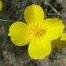 Goldpoppy - Photo (c) Joe Decruyenaere, some rights reserved (CC BY-SA)