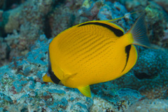 Chaetodon semeion