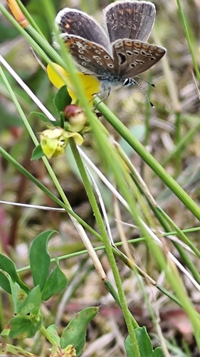 Common Blue