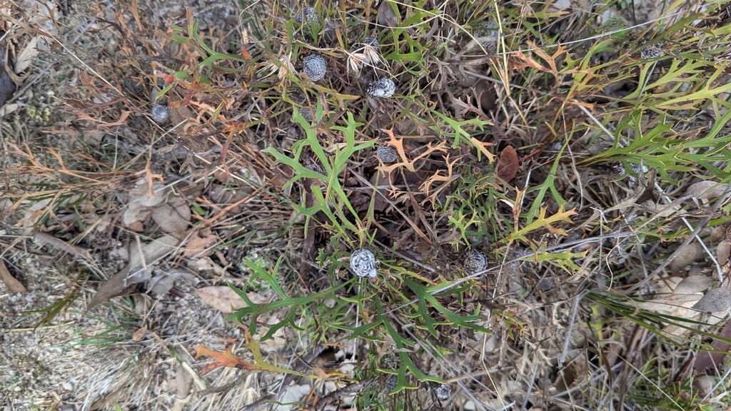 Isopogon petiolaris; photograph author not stated, no rights reserved