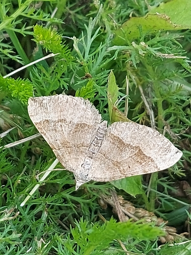 Shaded Broad-bar