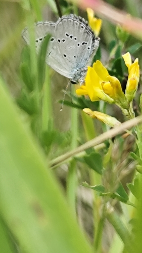 Small Blue
