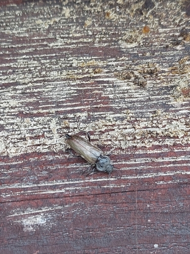 House Longhorn