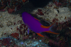 Gracila albomarginata