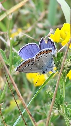 Reverdin's Blue