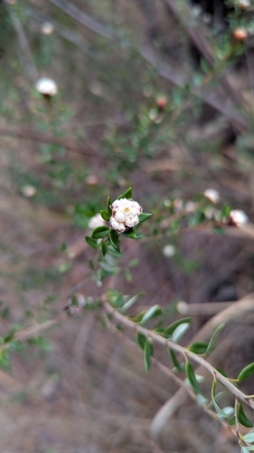 Spyridium scortechinii, photograph 1