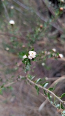 Spyridium scortechinii
