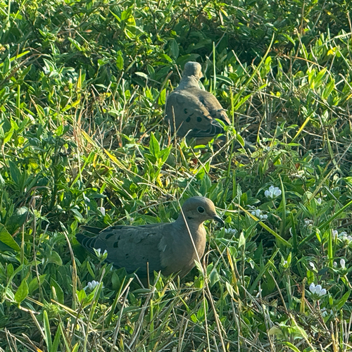 Mourning Dove observed by kpdonald