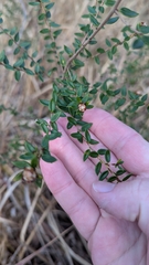 author not stated, no rights reserved Spyridium scortechinii, photograph author not stated, no rights reserved