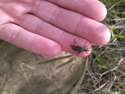 Photo of Rustic Sailor Beetle (Cantharis rustica)