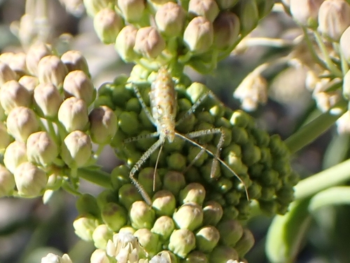 iNaturalist observation photo of Leafhopper Assassin Bug