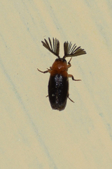Ototretinae
