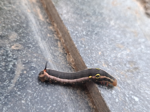 Vine Hawkmoth