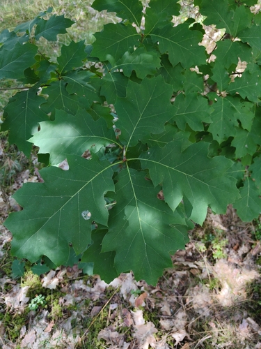 northern red oak