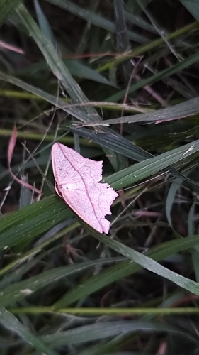 Blood Vein