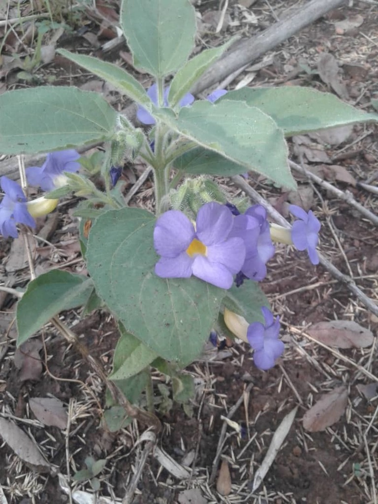 Thunbergia atacorensis