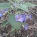 Thunbergia atacorensis - Photo (c) ONG OeBenin, some rights reserved (CC BY-NC), uploaded by ONG OeBenin