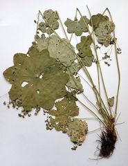 Alchemilla lindbergiana