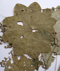 Alchemilla lindbergiana