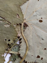Alchemilla lindbergiana