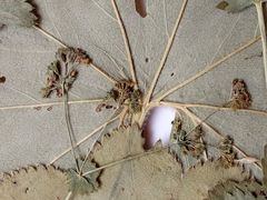 Alchemilla lindbergiana