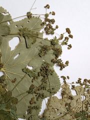 Alchemilla lindbergiana