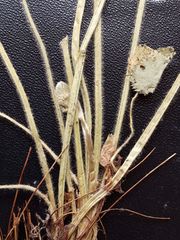 Alchemilla lindbergiana