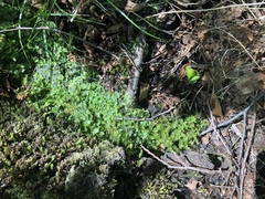 Marchantia polymorpha montivagans