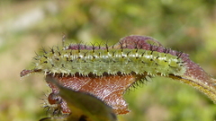 Periclista