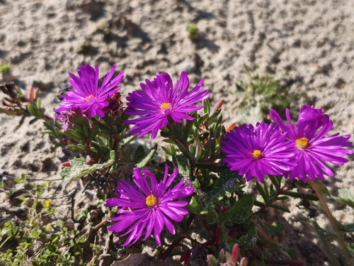 Lampranthus ceriseus, photograph 6