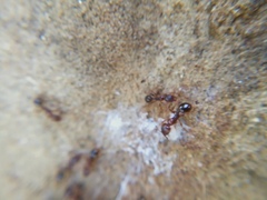 Aphaenogaster subterranea