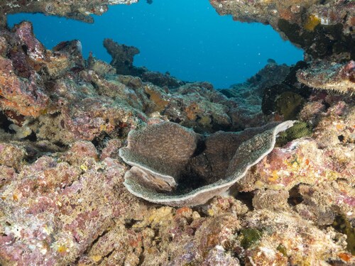 Lithophyllon undulatum observed 2026-08-13