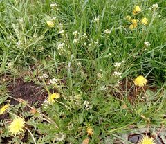 Capsella bursa-pastoris