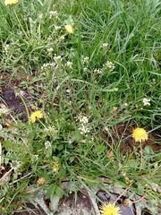 Capsella bursa-pastoris