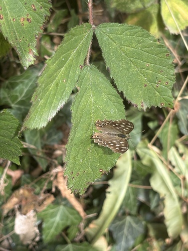 Speckled Wood