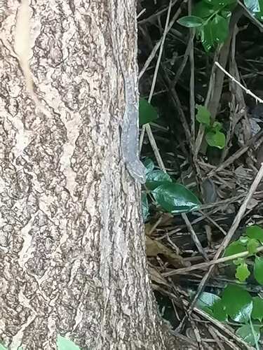 Peking Gecko