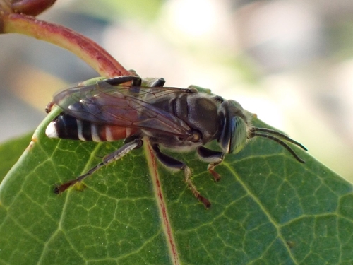 iNaturalist observation photo of Snatching Sand Wasps