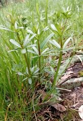 Galium mollugo