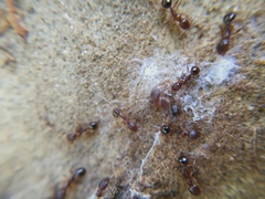 Aphaenogaster subterranea