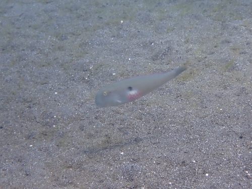 Iniistius pentadactylus observed 2026-08-13
