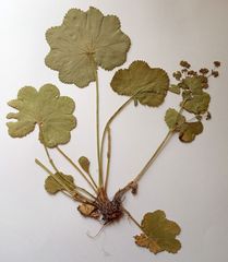 Alchemilla lindbergiana